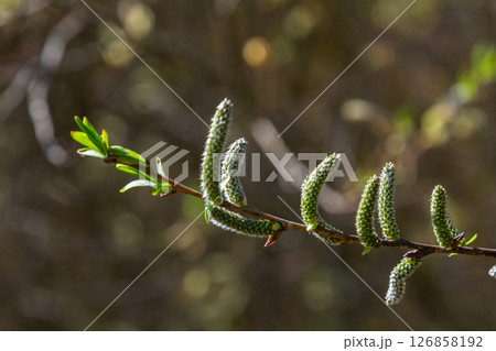 Willow blossoms emerge in spring showcasing fresh green leaves and delicate catkins against a blurred natural background 126858192