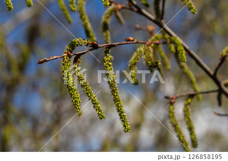 Willow blossoms emerge in spring showcasing delicate catkins against a vibrant blue sky 126858195