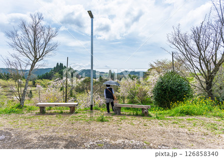 休憩ベンチ風景　うららかな春日和の光芒に映える美しい桜の花「長湯温泉しだれ桜の里」大分県竹田市 126858340