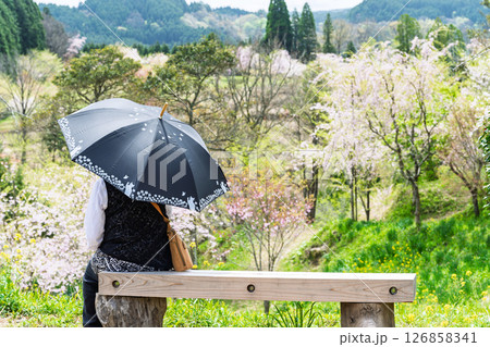 休憩ベンチ風景 うららかな春日和の光芒に映える美しい桜の花「長湯温泉しだれ桜の里」大分県竹田市 休憩ベンチ風景 うららかな春日和の光芒に映える美しい桜の花「長湯温泉しだれ桜の里」大分県竹田市 126858341