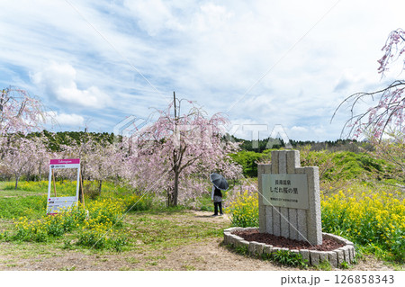 看板・案内板・顔ハメ うららかな春日和の光芒に映える美しい桜の花「長湯温泉しだれ桜の里」大分県竹田市 看板・案内板・顔ハメ うららかな春日和の光芒に映える美しい桜の花「長湯温泉しだれ桜の里」大分県竹田市 126858343