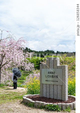 看板・案内板　うららかな春日和の光芒に映える美しい桜の花「長湯温泉しだれ桜の里」大分県竹田市 126858344