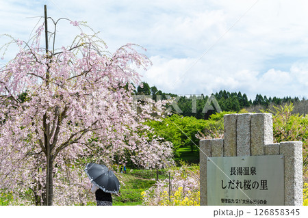 看板・案内板　うららかな春日和の光芒に映える美しい桜の花「長湯温泉しだれ桜の里」大分県竹田市 126858345