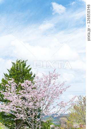 うららかな春日和の光芒に映える美しい桜の花「長湯温泉しだれ桜の里」大分県竹田市 126858346