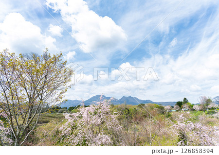 うららかな春日和の光芒に映える美しい桜の花「長湯温泉しだれ桜の里」大分県竹田市 126858394