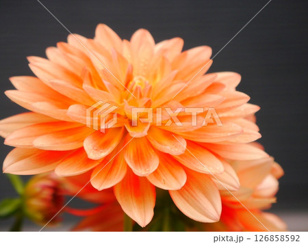 美しいダリア 126858592