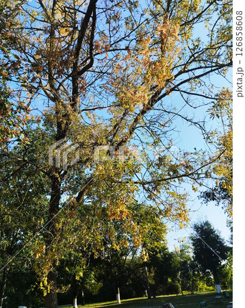 diseased tree with yellow and dry leaves. Parasites on trees diseased tree with yellow and dry leaves. Parasites on trees 126858608
