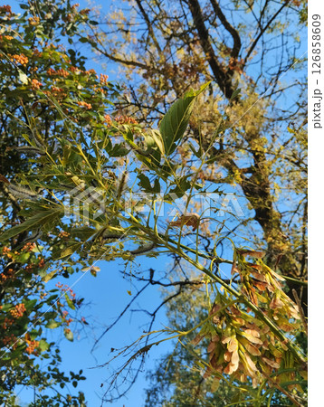 damaged trees in cobwebs and caterpillars. Parasites on leaves and cuts damaged trees in cobwebs and caterpillars. Parasites on leaves and cuts 126858609