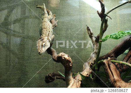 A gray chameleon porcus sitting on a branch in the zoo. Funny Animals A gray chameleon porcus sitting on a branch in the zoo. Funny Animals 126858627