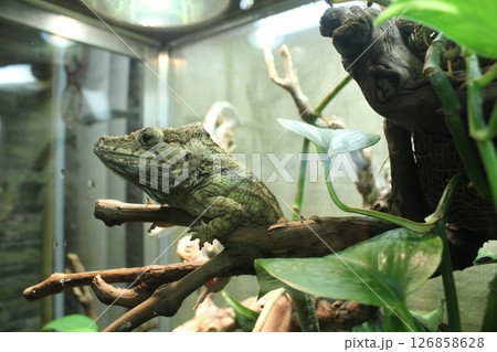 Gray chameleon porcus close-up looking into the frame 126858628