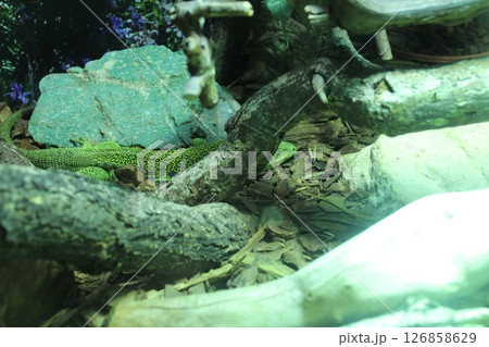 A green spotted lizard hides among the rocks A green spotted lizard hides among the rocks 126858629