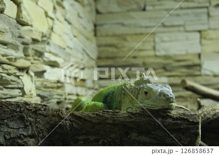 Iguana green chitting on a log on the ground close-up. Iguana in the zoo Iguana green chitting on a log on the ground close-up. Iguana in the zoo 126858637