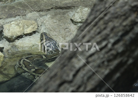Reticulated python behind a tree. Reptiles reptiles in nature. Dangerous poisonous animals Reticulated python behind a tree. Reptiles reptiles in nature. Dangerous poisonous animals 126858642
