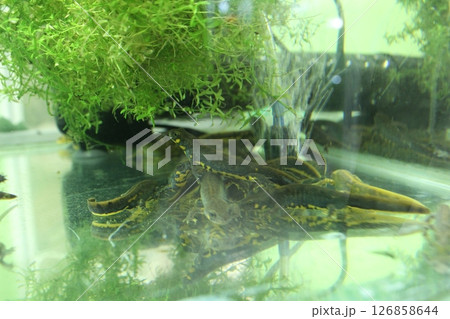 Lissotriton italicus in an aquarium near the water. Aquatic animals Lissotriton italicus in an aquarium near the water. Aquatic animals 126858644