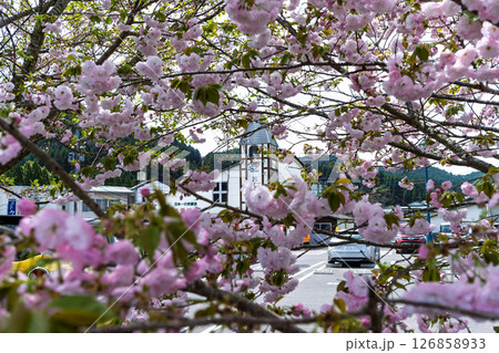 道の駅と桜クローズアップ「道の駅ながゆ温泉風景　おんせん市場」大分県竹田市 126858933