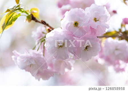 美しい光芒に映える桜の花クローズアップ「道の駅ながゆ温泉風景　おんせん市場」大分県竹田市 126858938