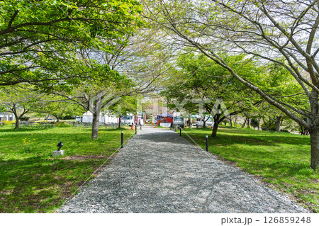 うららかな春日和の光芒に映える新緑参道風景「長湯温泉しだれ桜の里」大分県竹田市 126859248