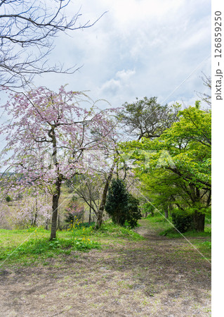 遊歩道 うららかな春日和の光芒に映える美しい桜の花「長湯温泉しだれ桜の里」大分県竹田市 遊歩道 うららかな春日和の光芒に映える美しい桜の花「長湯温泉しだれ桜の里」大分県竹田市 126859250