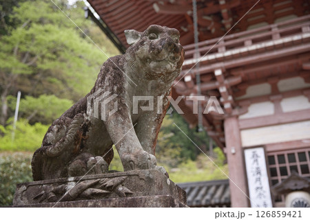 鞍馬寺 仁王門の吽形の虎 鞍馬寺 仁王門の吽形の虎 126859421
