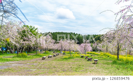 うららかな春日和の光芒に映える遊歩道と新緑風景「長湯温泉しだれ桜の里」大分県竹田市 126859476