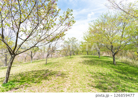 うららかな春日和の光芒に映える遊歩道と新緑風景「長湯温泉しだれ桜の里」大分県竹田市 126859477