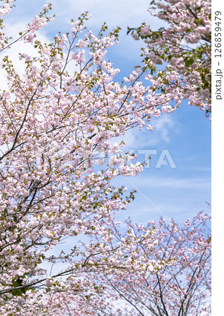 うららかな春日和の光芒に映える桜の花「長湯温泉しだれ桜の里」大分県竹田市 126859479