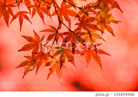 真っ赤な紅葉 126859486