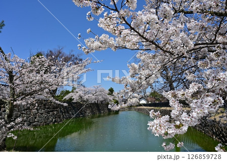 太鼓門付近に咲く外堀の桜　松本城 126859728