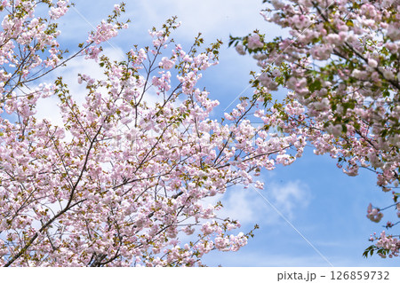 うららかな春日和に青空と桜の花「長湯温泉しだれ桜の里」大分県竹田市 126859732