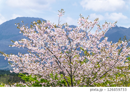 うららかな春日和に映える桜の木「長湯温泉しだれ桜の里」大分県竹田市 うららかな春日和に映える桜の木「長湯温泉しだれ桜の里」大分県竹田市 126859733