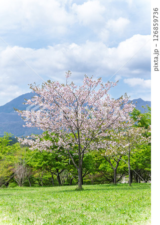 うららかな春日和に森と桜の木「長湯温泉しだれ桜の里」大分県竹田市 126859736