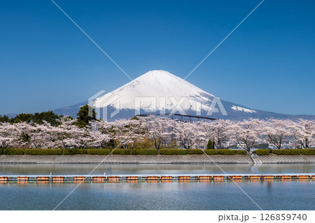 静岡県御殿場市から富士山と湖と満開の桜 126859740