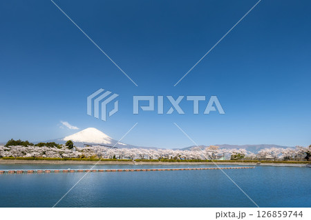 静岡県御殿場市から富士山と湖と満開の桜 126859744