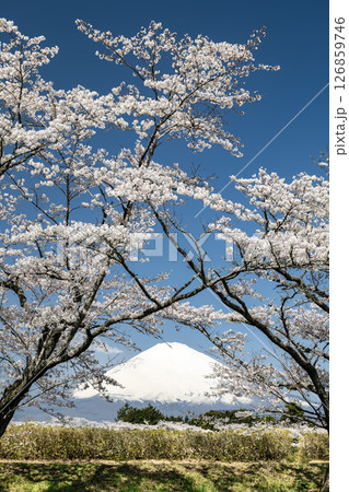2本の桜の中央に富士山 2本の桜の中央に富士山 126859746