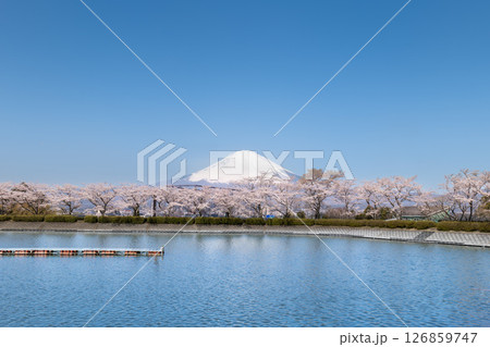 静岡県御殿場市から富士山と湖と満開の桜 126859747