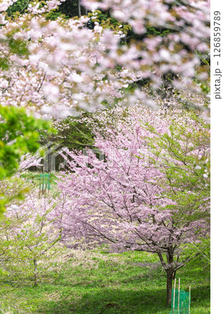 うららかな春日和に映える桜の木「長湯温泉しだれ桜の里」大分県竹田市 126859789