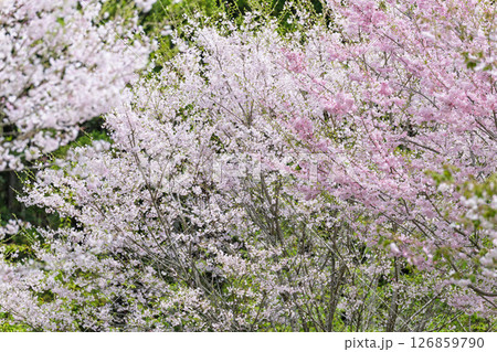 うららかな春日和に映える桜の木「長湯温泉しだれ桜の里」大分県竹田市 126859790