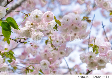 桜の花クローズアップ「道の駅ながゆ温泉風景　おんせん市場」大分県竹田市 126859813