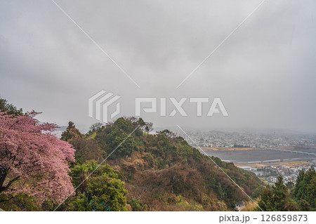 静岡市の円山花木園から見た静岡市の街並みと雪の降る中咲く河津桜(静岡県) 126859873