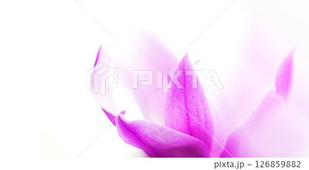 Soft focus macro of pink cyclamen petals on bright white background Soft focus macro of pink cyclamen petals on bright white background 126859882