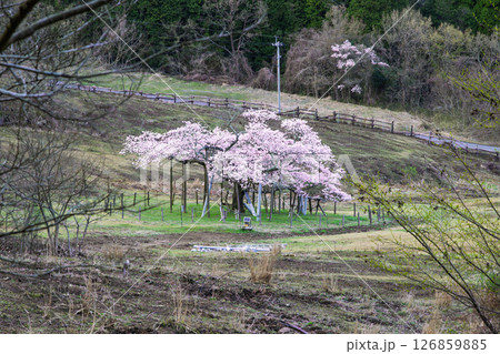 阿蘇山(阿蘇五岳)風景 観音桜公園芝生広場(展望所)から観える絶景風景(阿蘇郡南阿蘇村) 阿蘇山(阿蘇五岳)風景 観音桜公園芝生広場(展望所)から観える絶景風景(阿蘇郡南阿蘇村) 126859885