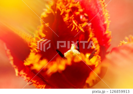 Macro of red double tulip with yellow velvet-edged petals in natural sunlight Macro of red double tulip with yellow velvet-edged petals in natural sunlight 126859913