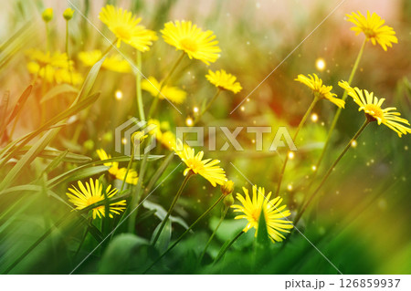 Wild yellow flowers Doronicum orientale blooming on a sunny spring day Wild yellow flowers Doronicum orientale blooming on a sunny spring day 126859937