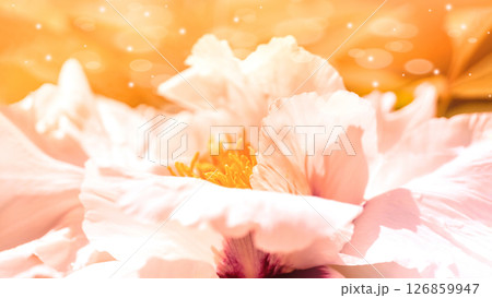 Close-up of blooming peony flower in soft sunlight with glowing orange background 126859947