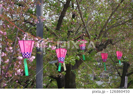 桜並木 126860450