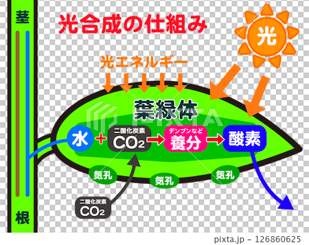 植物圖解及光合作用機制2 126860625