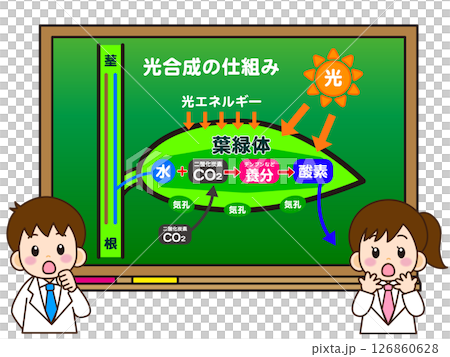 Illustration material of a boy and girl in a white coat thinking about the mechanism of photosynthesis on a blackboard 126860628
