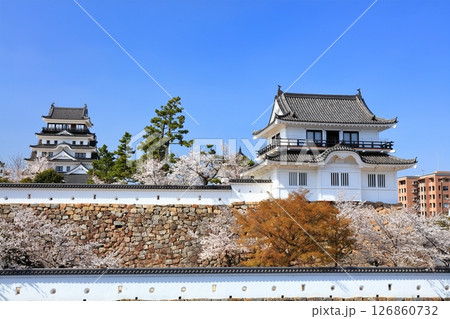 【広島県】桜咲く春の福山城(復興後)福山城桜まつり 【広島県】桜咲く春の福山城(復興後)福山城桜まつり 126860732