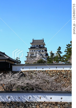 【広島県】桜咲く春の福山城（復興後）福山城桜まつり 126860733