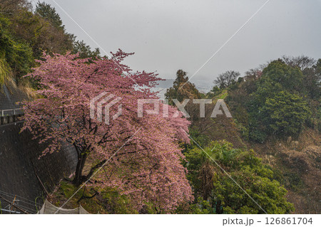 静岡市の円山花木園から見た雪の降る中咲く河津桜(静岡県) 静岡市の円山花木園から見た雪の降る中咲く河津桜(静岡県) 126861704